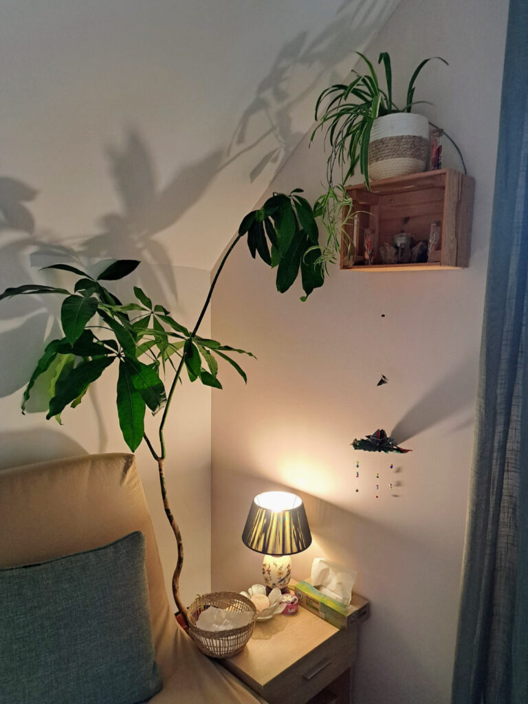 Cabinet espace plante détente lumière zen cocon - kinésiologie kinésiologue Massages crâniens cranio sacré Belfort Valdoie Chaux Giromagny