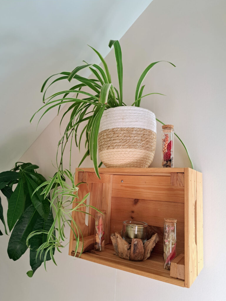 Photo espace plante bougie mur - kinésiologie kinésiologue Massages crâniens cranio sacré Belfort Valdoie Chaux Giromagny