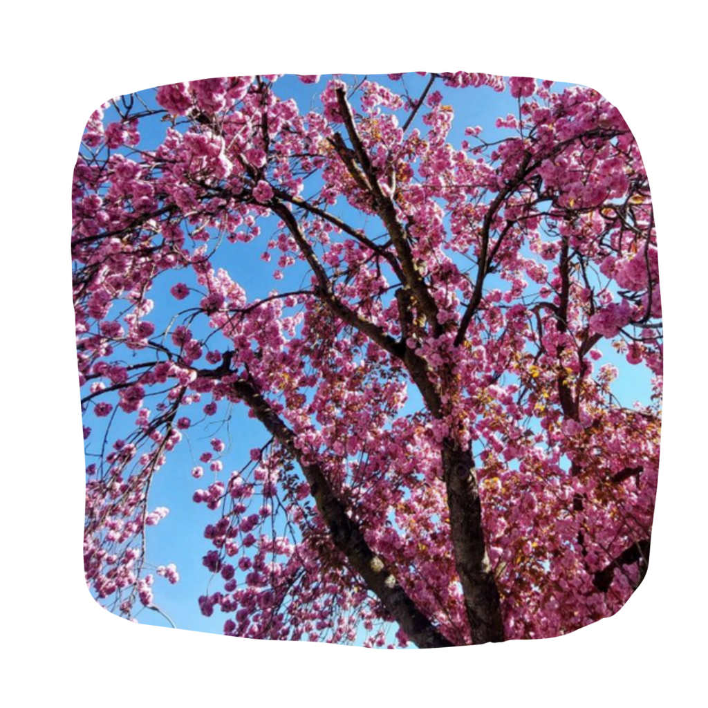 cerisier en fleur kinésiologie - joie - zen - Tes musculaire kinésiologie - kinésiologue Massages crâniens Belfort Valdoie Chaux Giromagny